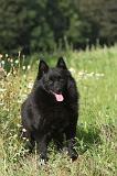 SCHIPPERKE 003